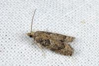 Acroclita subsequana