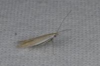 Coleophora