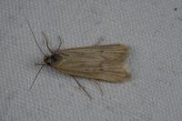 Deroxena venosulella