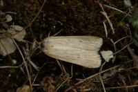 Deroxena venosulella