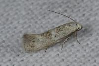 Elachista lugdunensis