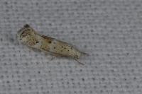Elachista subocellea