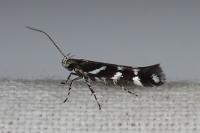 Eteobalea albiapicella