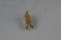 Metzneria aprilella