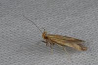 Metzneria aprilella