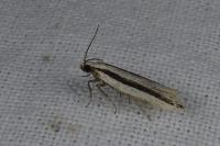 Mirificarma interrupta