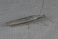 Pleurota ericella