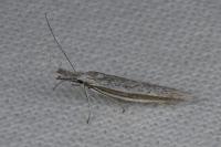 Pleurota ericella
