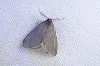 Rebelia plumella surientella