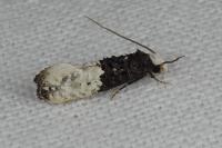 Trichophaga bipartitella