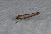 Zelleria hepariella