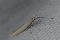 Coleophora