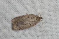 Agonopterix rutana