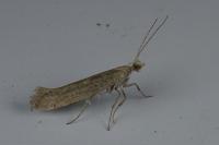 Ypsolopha ustella