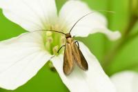 Cauchas rufimitrella