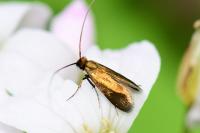 Cauchas rufimitrella