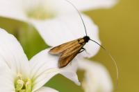 Cauchas rufimitrella