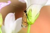 Cauchas rufimitrella