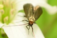Cauchas rufimitrella