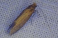 Nematopogon