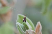 Adela australis
