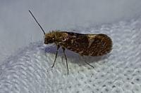 Eriocrania salopiella