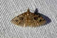 Alucita hexadactyla