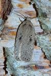 Agonopterix