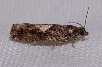Epinotia immundana