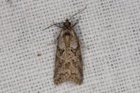 Cnephasia