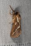 Korscheltellus lupulinus