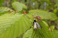 Adela reaumurella