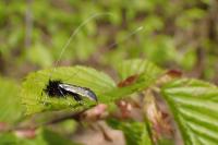 Adela reaumurella