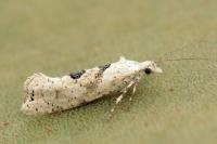 Ypsolopha asperella