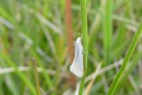 Elachista argentella