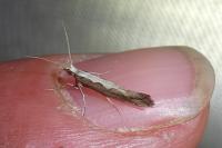 Plutella xylostella