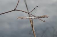 Stenoptilia