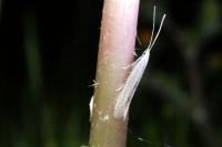 Coleophora
