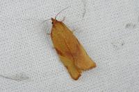 Lozotaenia cupidinana