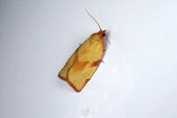 Lozotaenia cupidinana