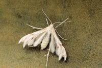 Wheeleria spilodactyla