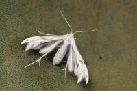 Wheeleria spilodactyla