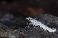 Povolnya leucapennella