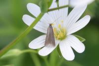 Coleophora lutarea