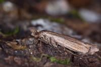 Ypsolopha ustella