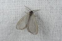 Rebelia plumella surientella