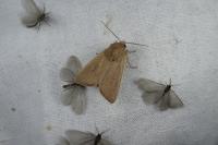Rebelia plumella surientella