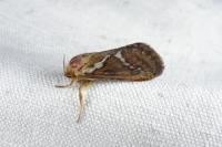 Korscheltellus lupulinus