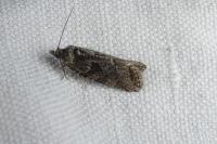 Cnephasia