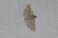 Alucita hexadactyla